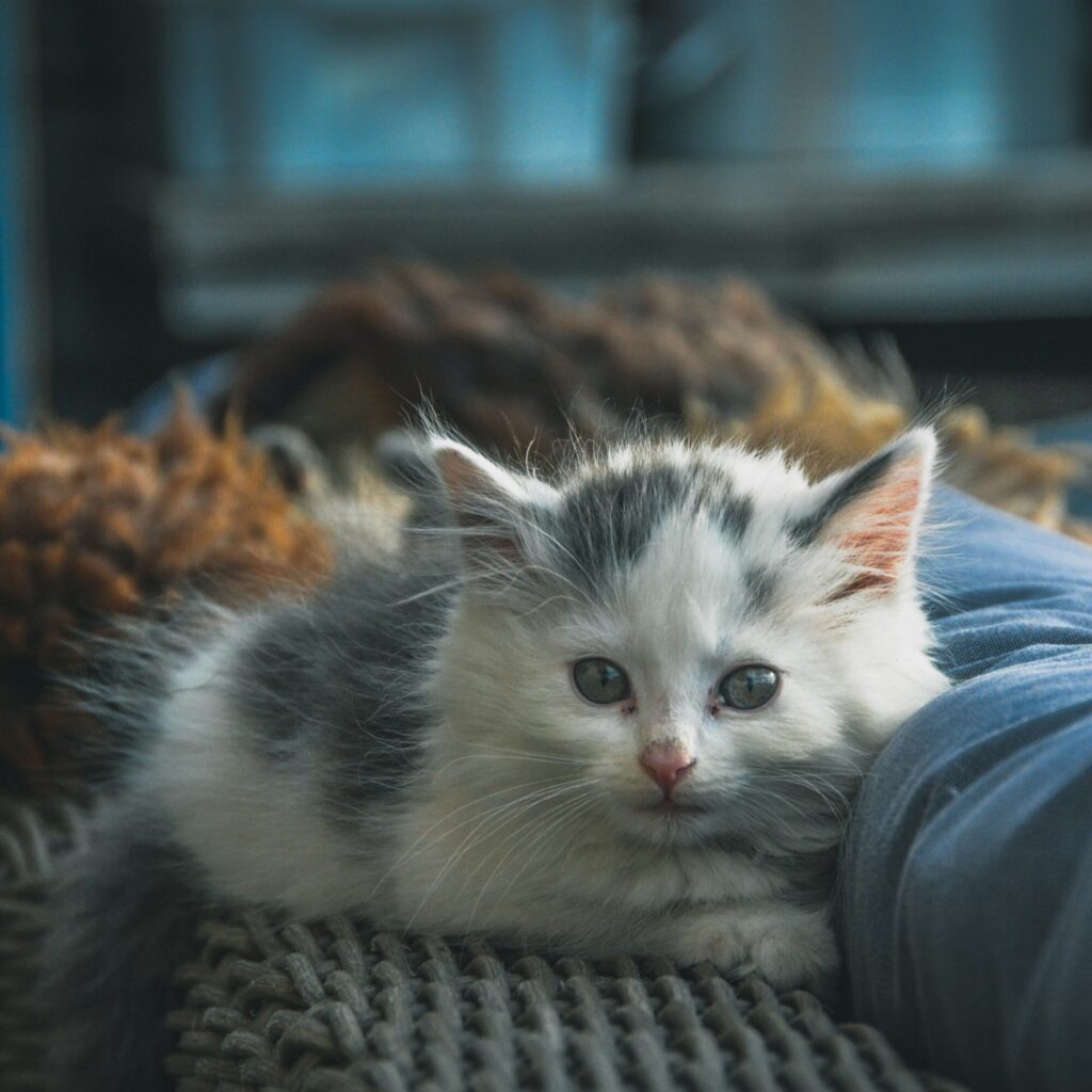 Kattunge kosar seg på Brimi sæter