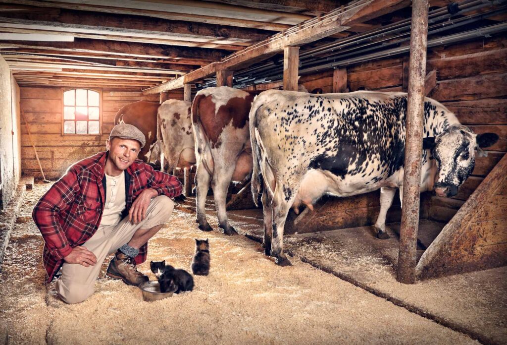 Ola milking the cows