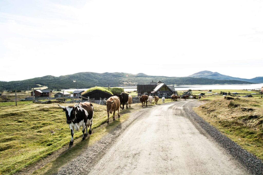 Brimi Seter ein fin sommardag. Kyr ruslar seg ut på sommarbeite.