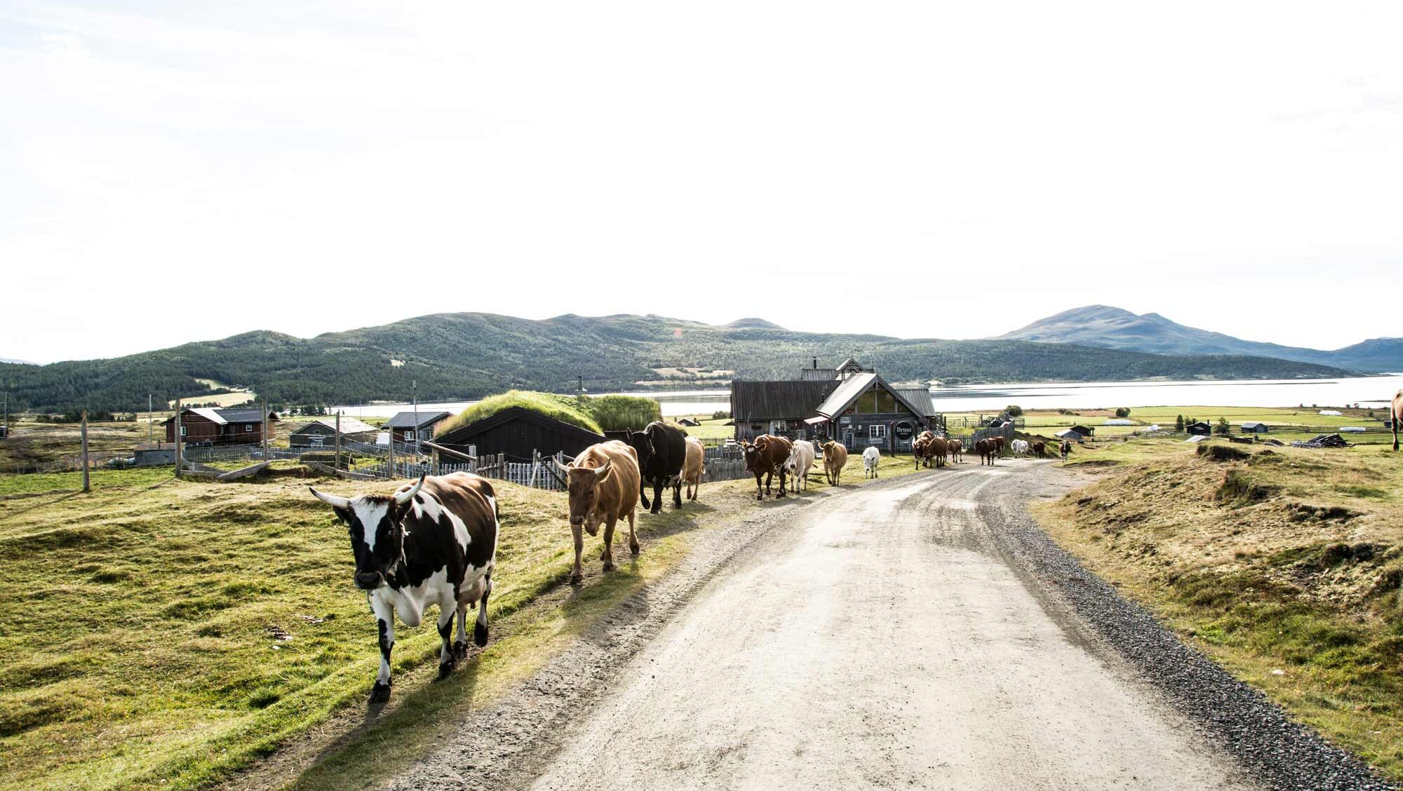 Kyr som skal på sommarbeite, med Brimi sæter i bakgrunn.