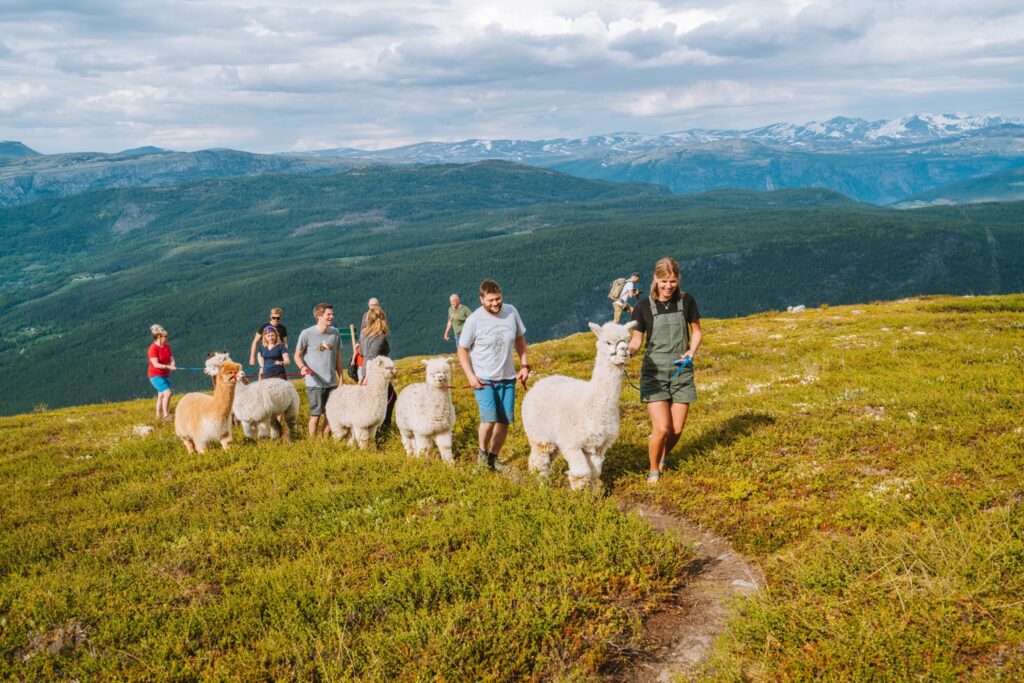 Alpakka og turistar på vandring i fjellet