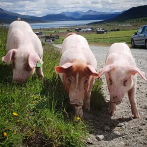 Nette 3 griser nyt sommarsen på Brimi Seter